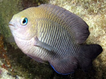 Longfin Damselfish - Stegastes diencaeus - Cozumel, Mexico