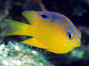 Longfin Damselfish - Stegastes diencaeus - Grand Cayman