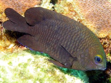 Longfin Damselfish - Stegastes diencaeus - Roatan, Honduras