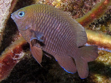 Longfin Damselfish - Stegastes diencaeus - Grand Cayman
