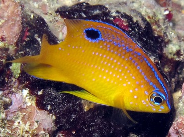 Longfin Damselfish - Stegastes diencaeus - Cozumel, Mexico