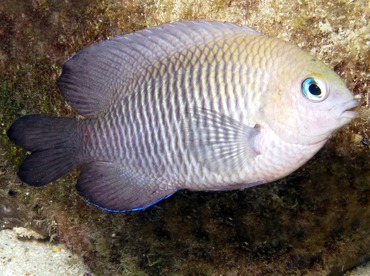 Longfin Damselfish - Stegastes diencaeus - Cozumel, Mexico