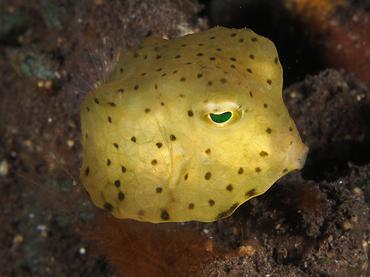 Longhorn Cowfish - Lactoria cornuta - Bali, Indonesia
