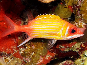 Longjaw Squirrelfish - Neoniphon marianus - Turks and Caicos