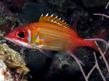 Longjaw Squirrelfish - Neoniphon marianus - Grand Cayman