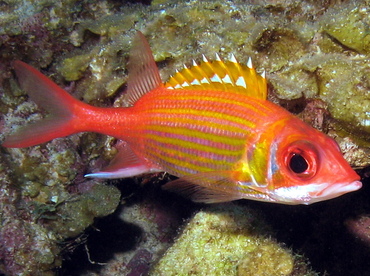 Longjaw Squirrelfish - Neoniphon marianus - Grand Cayman