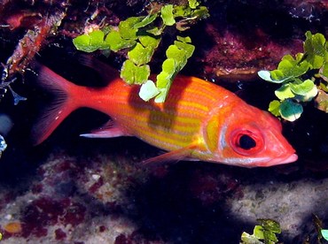 Longjaw Squirrelfish - Neoniphon marianus - Nassau, Bahamas