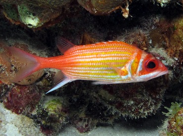 Longjaw Squirrelfish - Neoniphon marianus - Bonaire