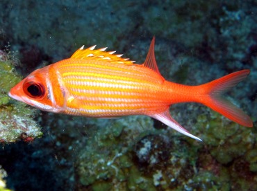 Longjaw Squirrelfish - Neoniphon marianus - Grand Cayman