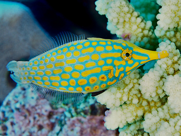 Longnose Filefish - Oxymonacanthus longirostris - Great Barrier Reef, Australia