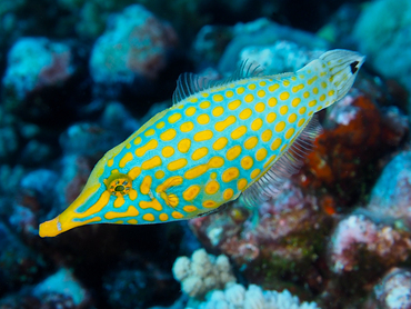 Longnose Filefish - Oxymonacanthus longirostris - Great Barrier Reef, Australia