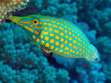 Longnose Filefish - Oxymonacanthus longirostris - Great Barrier Reef, Australia