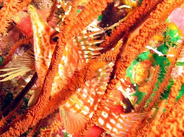 Longnose Hawkfish - Oxycirrhites typus - Lanai, Hawaii