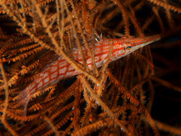 Longnose Hawkfish - Oxycirrhites typus - Great Barrier Reef, Australia
