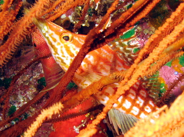 Longnose Hawkfish - Oxycirrhites typus - Lanai, Hawaii