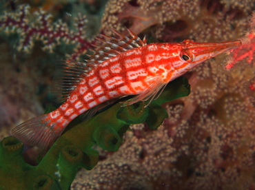 Longnose Hawkfish - Oxycirrhites typus - Fiji