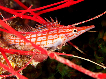 Longnose Hawkfish - Oxycirrhites typus - Fiji