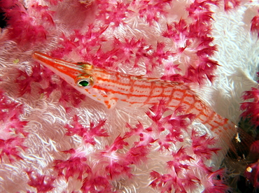 Longnose Hawkfish - Oxycirrhites typus - Palau