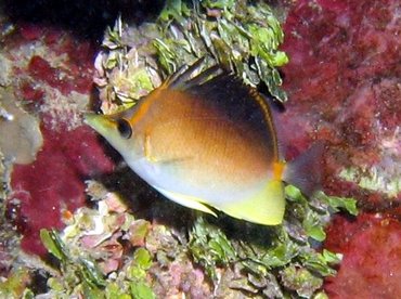 Longsnout Butterflyfish - Prognathodes aculeatus - Roatan, Honduras