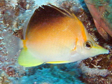 Longsnout Butterflyfish - Prognathodes aculeatus - Turks and Caicos