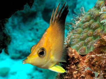 Longsnout Butterflyfish - Prognathodes aculeatus - Nassau, Bahamas