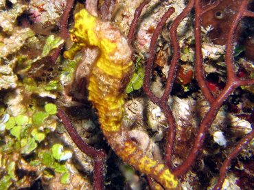 Longsnout Seahorse - Hippocampus reidi - Roatan, Honduras