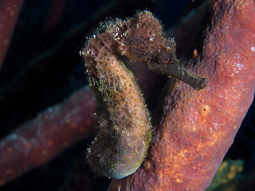 Longsnout Seahorse - Hippocampus reidi - Bonaire