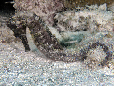 Longsnout Seahorse - Hippocampus reidi - Bonaire