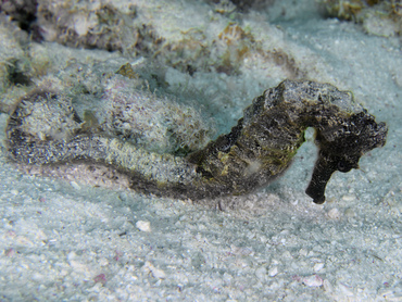 Longsnout Seahorse - Hippocampus reidi - Bonaire