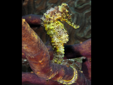 Longsnout Seahorse - Hippocampus reidi - Bonaire