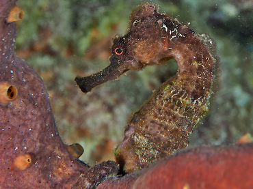 Longsnout Seahorse - Hippocampus reidi - Bonaire