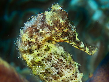 Longsnout Seahorse - Hippocampus reidi - Bonaire