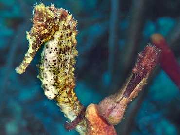 Longsnout Seahorse - Hippocampus reidi - Bonaire