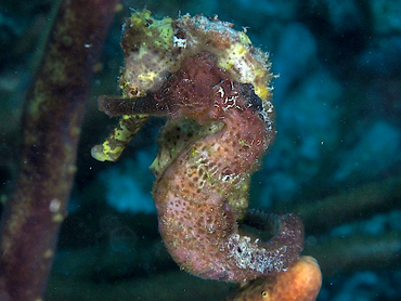 Longsnout Seahorse - Hippocampus reidi - Bonaire