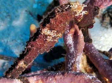 Longsnout Seahorse - Hippocampus reidi - Cozumel, Mexico