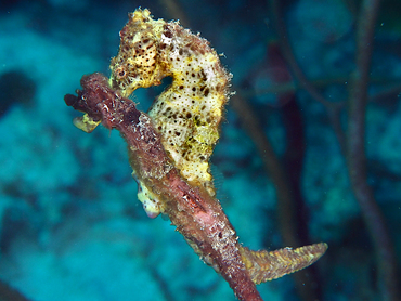 Longsnout Seahorse - Hippocampus reidi - Bonaire