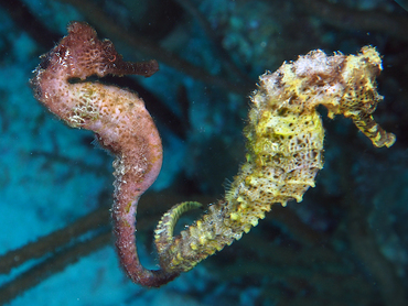 Longsnout Seahorse - Hippocampus reidi - Bonaire