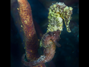 Longsnout Seahorse - Hippocampus reidi - Bonaire