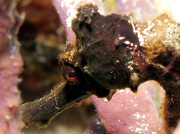 Longsnout Seahorse - Hippocampus reidi - Cozumel, Mexico