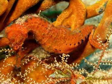 Longsnout Seahorse - Hippocampus reidi - Cozumel, Mexico