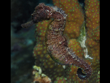 Longsnout Seahorse - Hippocampus reidi - Bonaire