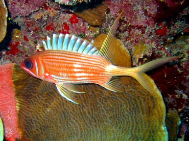 Longspine Squirrelfish - Holocentrus rufus - Grand Cayman