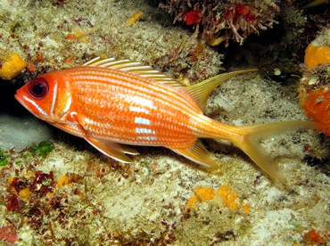 Longspine Squirrelfish - Holocentrus rufus - Cozumel, Mexico