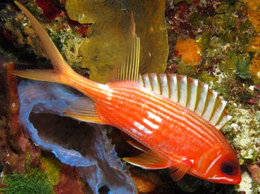 Longspine Squirrelfish - Holocentrus rufus - Cozumel, Mexico