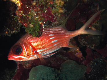 Longspine Squirrelfish - Holocentrus rufus - Roatan, Honduras