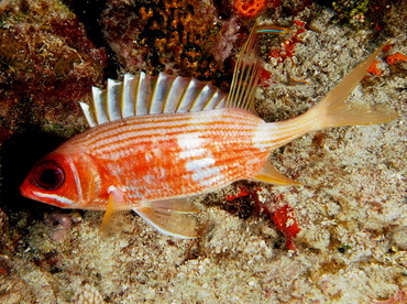 Longspine Squirrelfish - Holocentrus rufus - Cozumel, Mexico