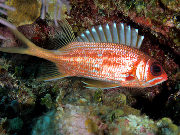 Longspine Squirrelfish - Holocentrus rufus - Turks and Caicos