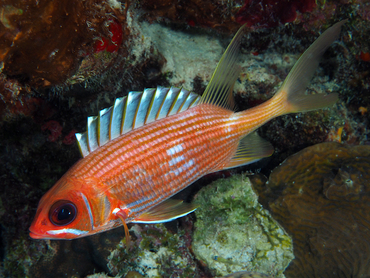 Longspine Squirrelfish - Holocentrus rufus - Bonaire