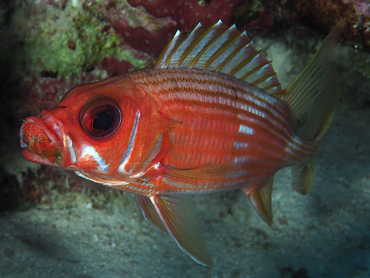 Longspine Squirrelfish - Holocentrus rufus - Bonaire