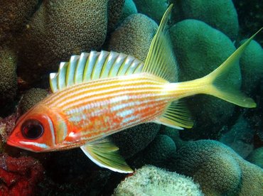 Longspine Squirrelfish - Holocentrus rufus - Aruba